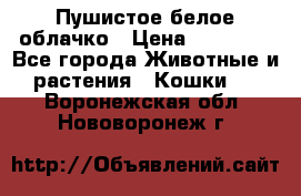 Пушистое белое облачко › Цена ­ 25 000 - Все города Животные и растения » Кошки   . Воронежская обл.,Нововоронеж г.
